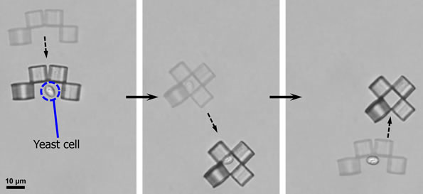 Microbot Captures Yeast Cell