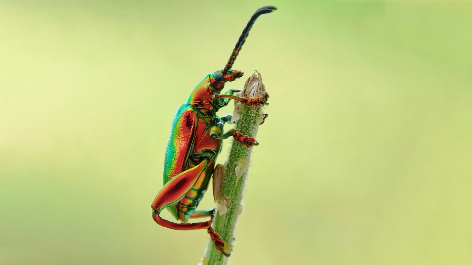 Photo of a jewel bettle on a branch