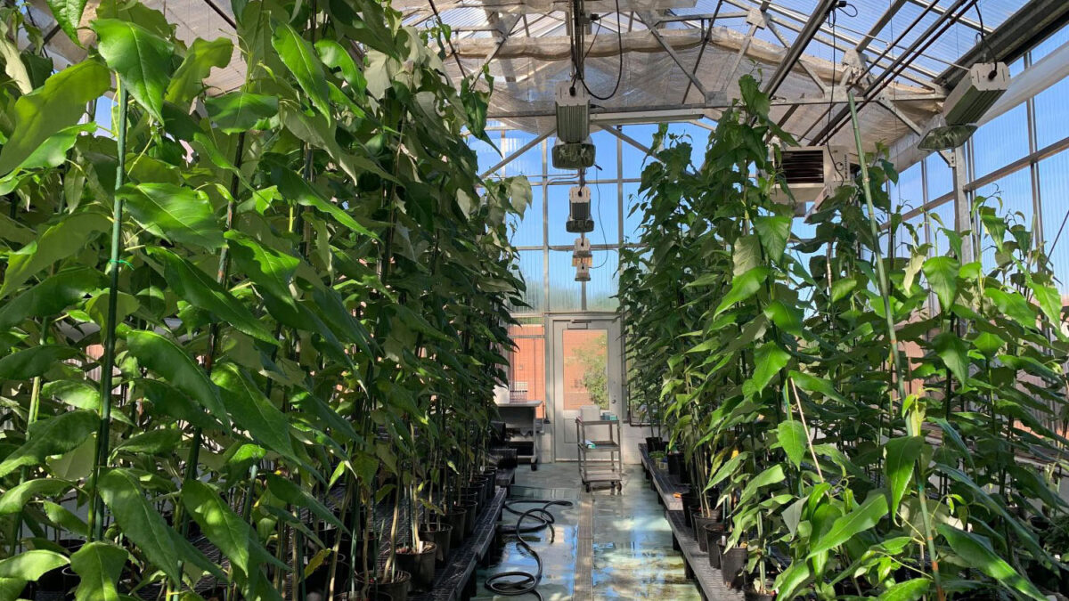 Photo of CRISPR-modified poplar trees (l) and wild poplar trees grown in an NC State greenhouse. Credit: Chenmin Yang, NC State University