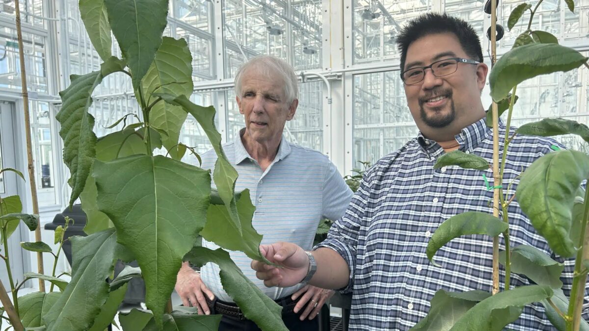 Bob Kelly (left) and Jack Wang (right) look over trees in a greenhouse on Centennial Campus