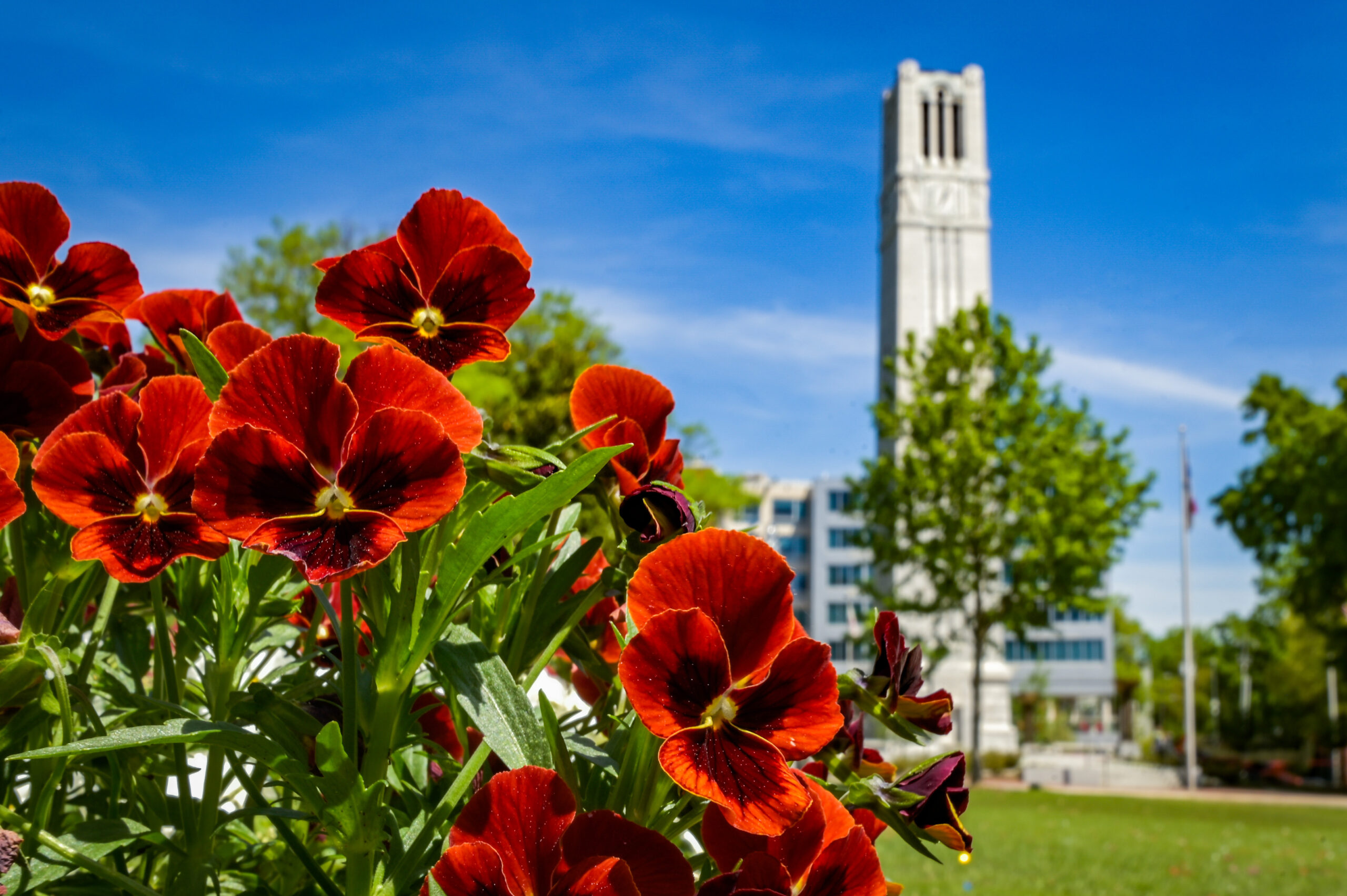 red flowers in front of the memorial bell tower