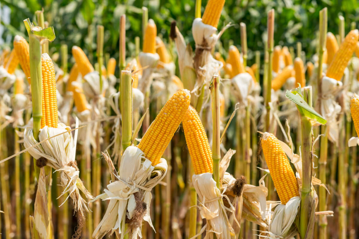 close up corn field on crop plant for harvesting. credit: adobe stock images