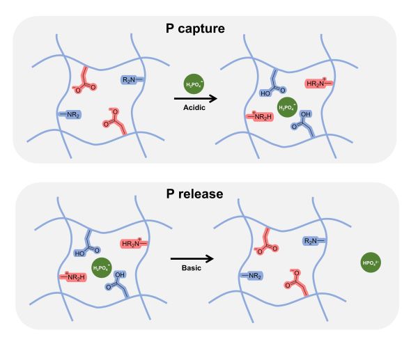Schematic diagram of phosphorus recovery using hydrogels